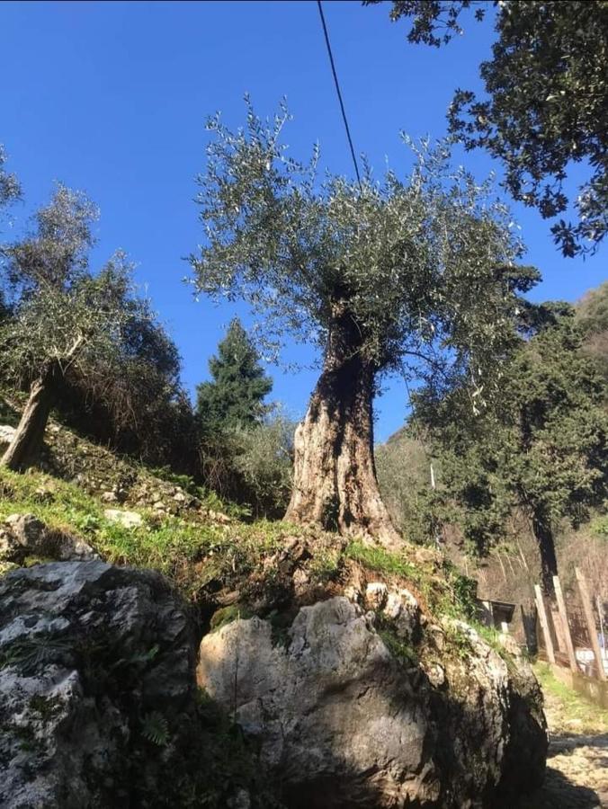 Candalla Camaiore