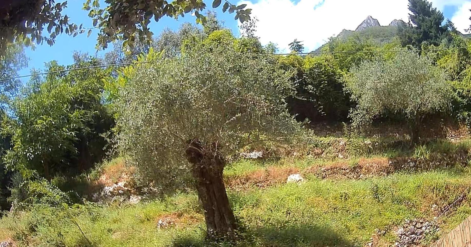 Candalla Camaiore
